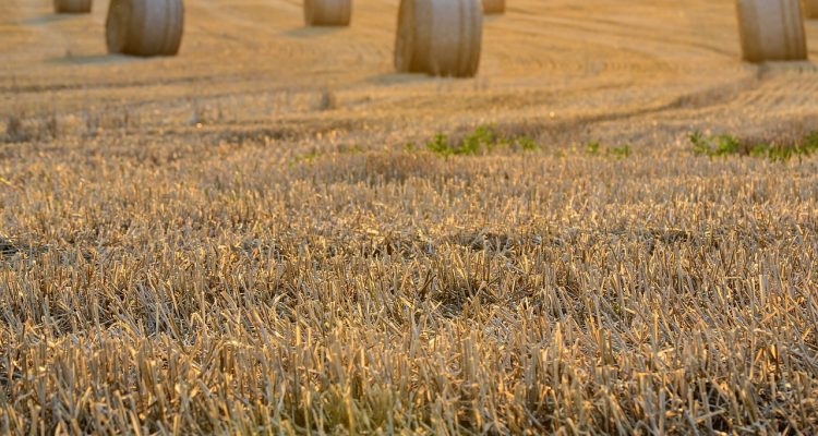 découvrez les festivals gastronomiques les plus savoureux qui célèbrent la cuisine du monde entier. rejoignez-nous pour une expérience sensorielle unique, où saveurs, cultures et convivialité se rencontrent dans des événements festifs inoubliables.